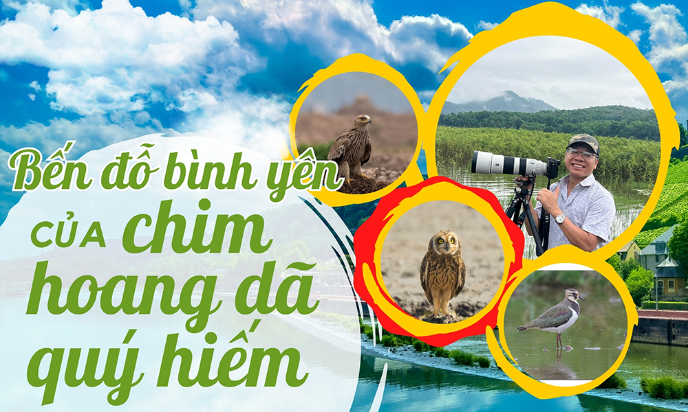  Bến đỗ bình yên của chim hoang dã quý hiếm